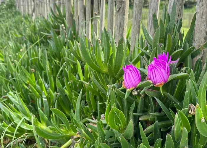 Ferienhaus Face Aux Isles *